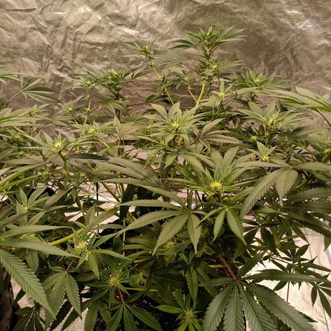 Grape Diamond Etos growlog timeline photo