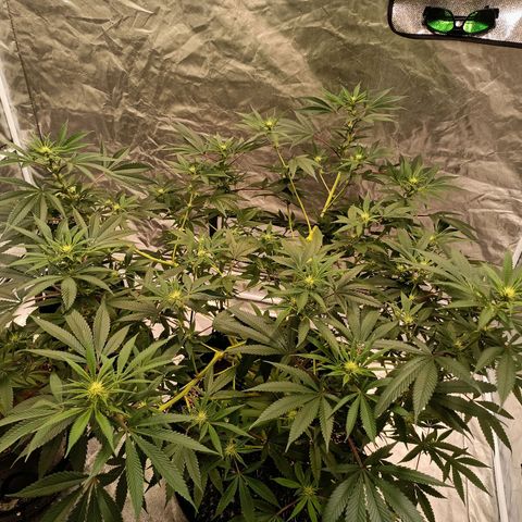 Grape Diamond Etos growlog timeline photo