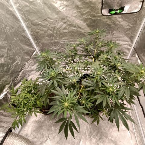 Grape Diamond Etos growlog timeline photo