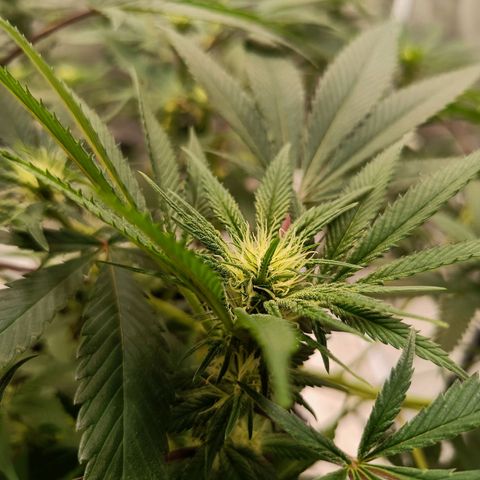 Grape Diamond Etos growlog timeline photo