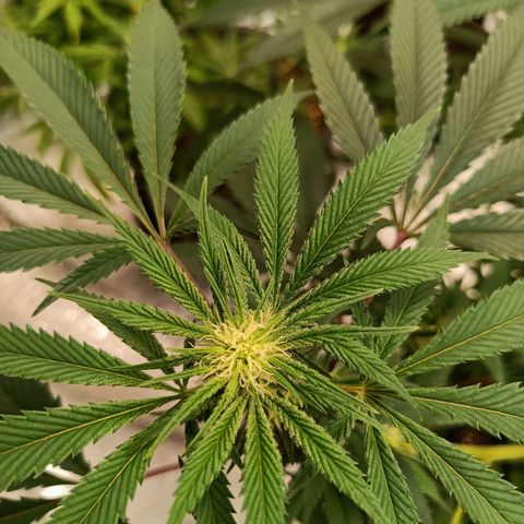 Grape Diamond Etos growlog timeline photo