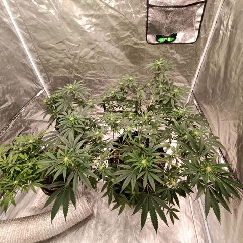 Grape Diamond Etos growlog timeline photo