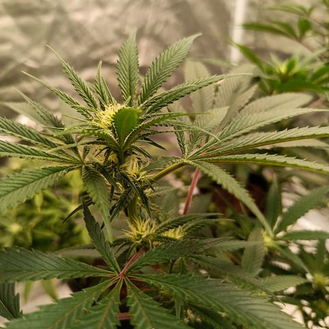 Grape Diamond Etos growlog timeline photo