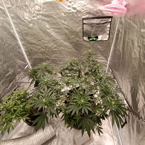 Grape Diamond Etos growlog timeline photo