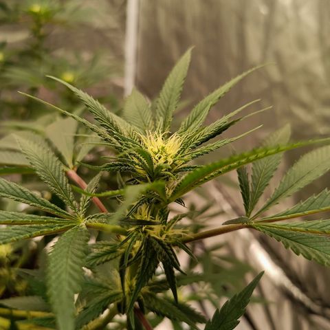 Grape Diamond Etos growlog timeline photo
