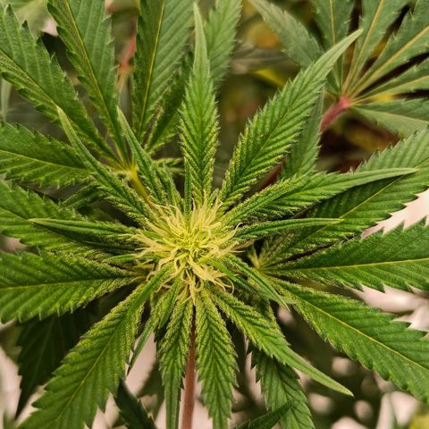 Grape Diamond Etos growlog timeline photo