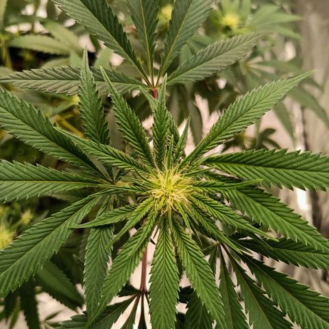 Grape Diamond Etos growlog timeline photo