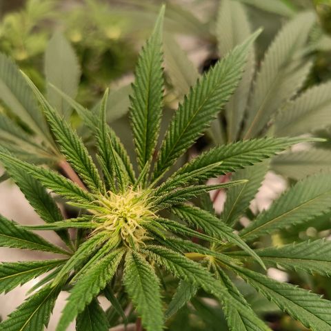 Grape Diamond Etos growlog timeline photo