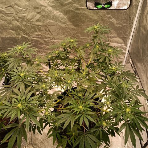 Grape Diamond Etos growlog timeline photo