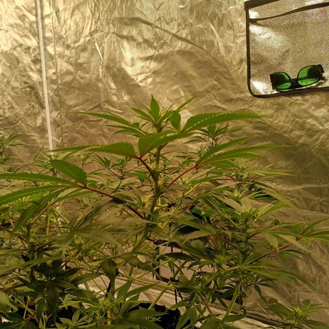 Grape Diamond Etos growlog timeline photo