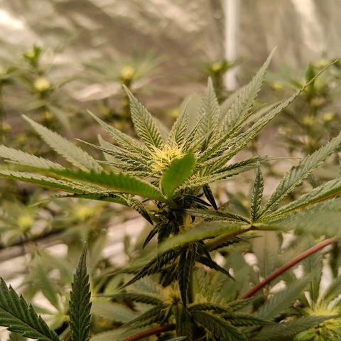 Grape Diamond Etos growlog timeline photo