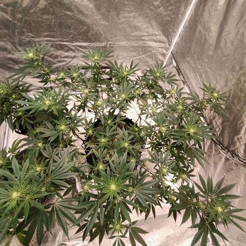 Grape Diamond Etos growlog timeline photo