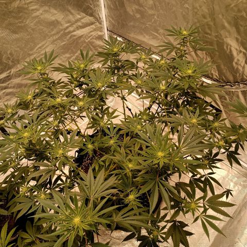 Grape Diamond Etos growlog timeline photo