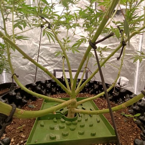 Grape Diamond Etos growlog timeline photo