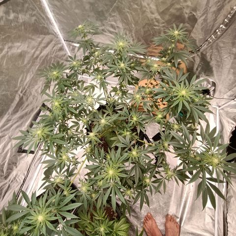 Grape Diamond Etos growlog timeline photo