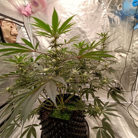 Grape Diamond Etos growlog timeline photo