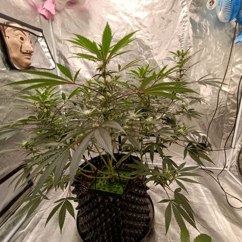 Grape Diamond Etos growlog timeline photo