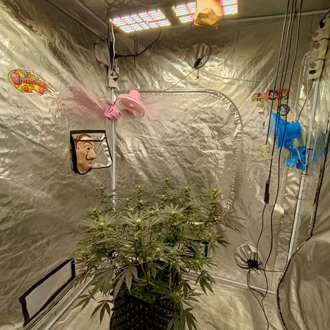 Grape Diamond Etos growlog timeline photo
