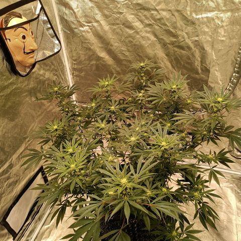 Grape Diamond Etos growlog timeline photo