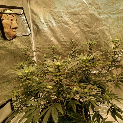 Grape Diamond Etos growlog timeline photo