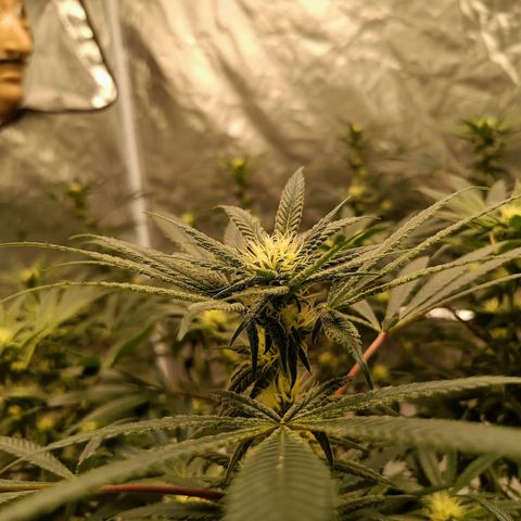 Grape Diamond Etos growlog timeline photo