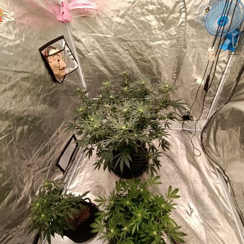 Grape Diamond Etos growlog timeline photo