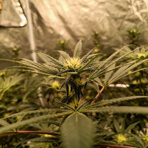 Grape Diamond Etos growlog timeline photo