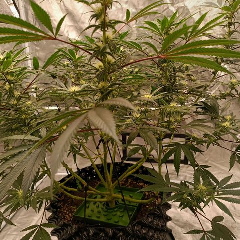 Grape Diamond Etos growlog timeline photo