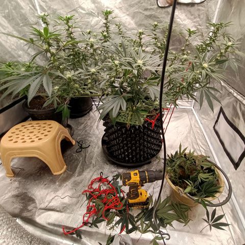 Grape Diamond Etos growlog timeline photo
