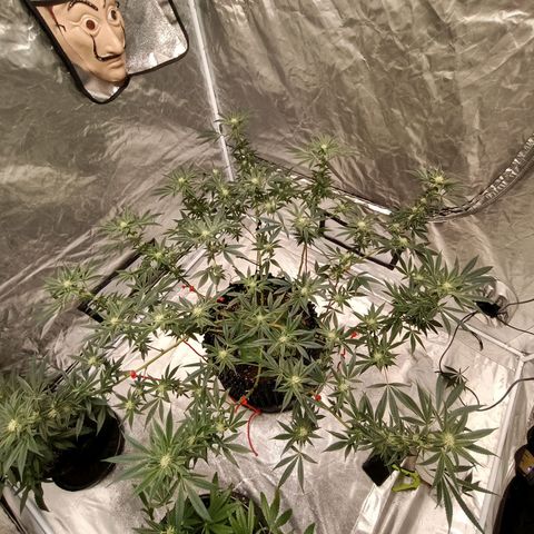 Grape Diamond Etos growlog timeline photo