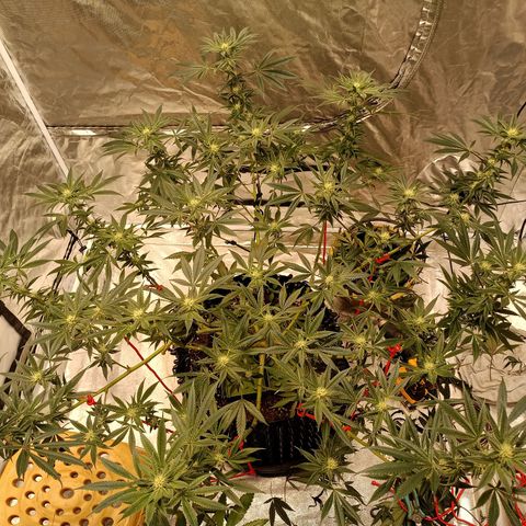 Grape Diamond Etos growlog timeline photo