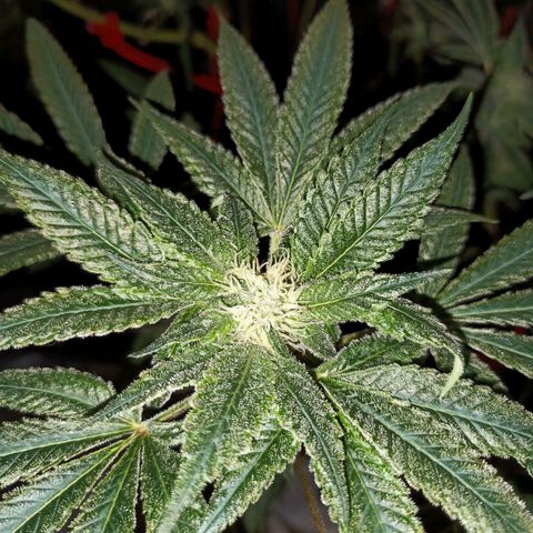 Grape Diamond Etos growlog timeline photo