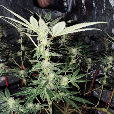 Grape Diamond Etos growlog timeline photo