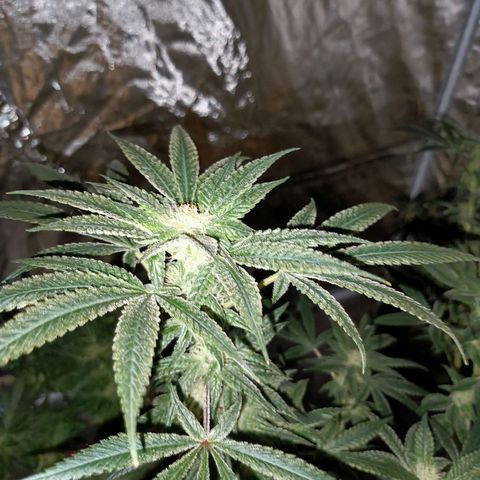 Grape Diamond Etos growlog timeline photo