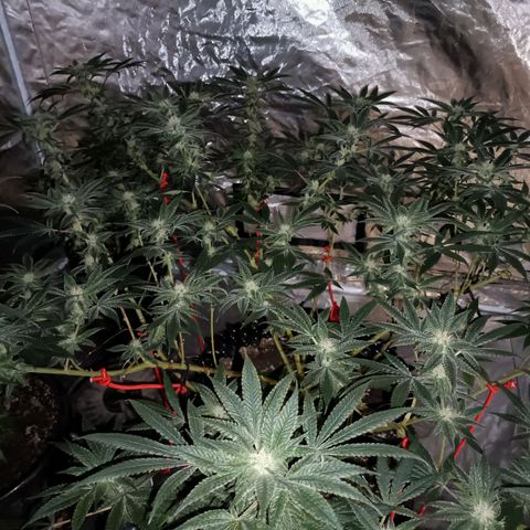 Grape Diamond Etos growlog timeline photo