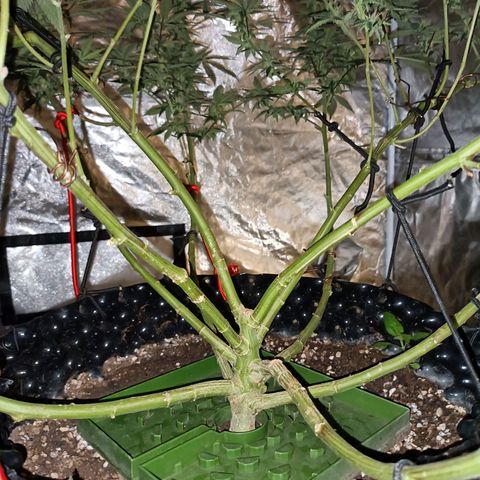 Grape Diamond Etos growlog timeline photo