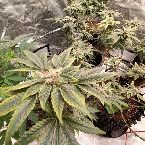 Grape Diamond Etos growlog timeline photo