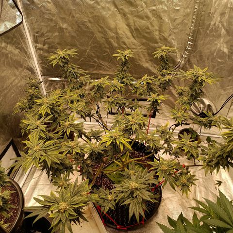 Grape Diamond Etos growlog timeline photo