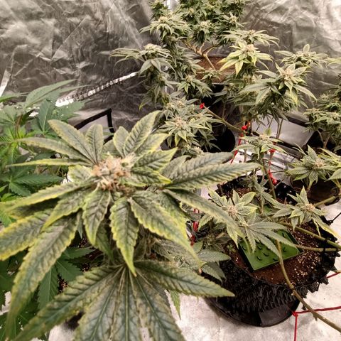 Grape Diamond Etos growlog timeline photo