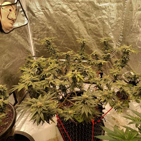 Grape Diamond Etos growlog timeline photo