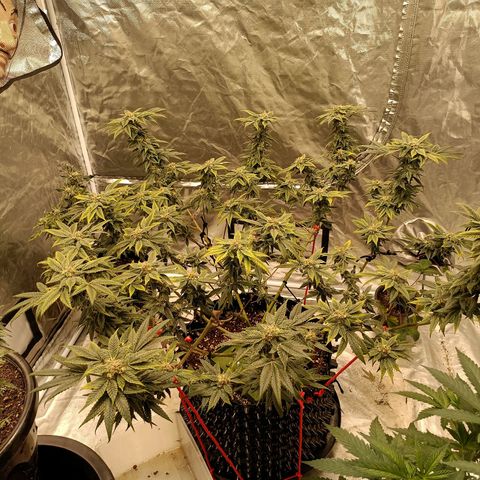 Grape Diamond Etos growlog timeline photo