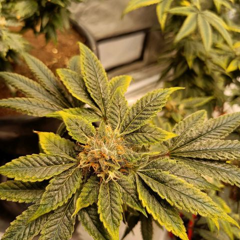 Grape Diamond Etos growlog timeline photo