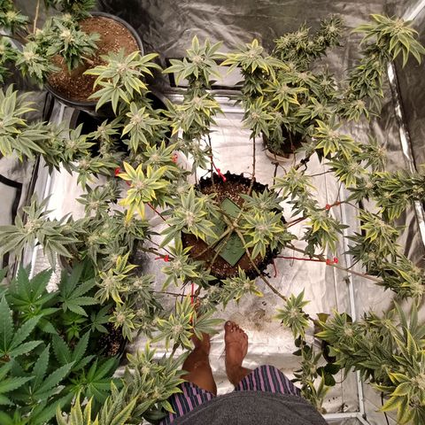 Grape Diamond Etos growlog timeline photo
