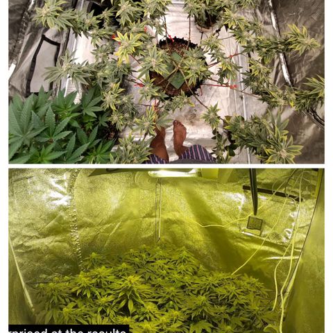 Grape Diamond Etos growlog timeline photo