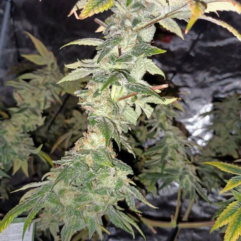 Grape Diamond Etos growlog timeline photo