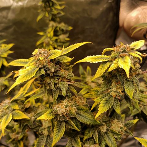 Grape Diamond Etos growlog timeline photo