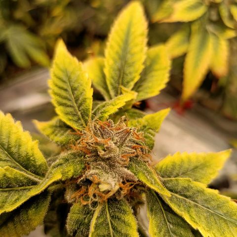 Grape Diamond Etos growlog timeline photo