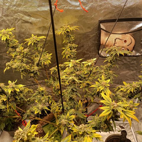 Grape Diamond Etos growlog timeline photo