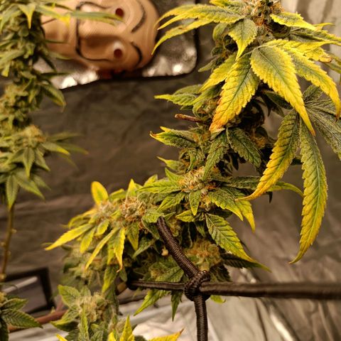 Grape Diamond Etos growlog timeline photo