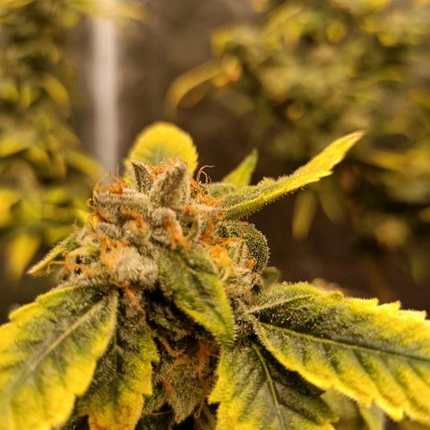 Grape Diamond Etos growlog timeline photo